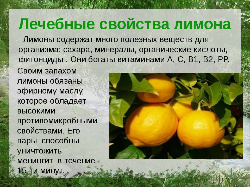 Польза и вред от грейпфрута для здоровья