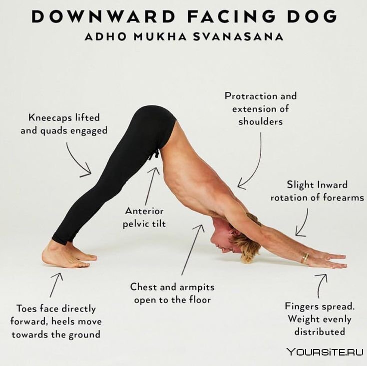 Собака мордой вверх (урдхва мукха шванасана): техника выполнения позы в йоге с фото и видео