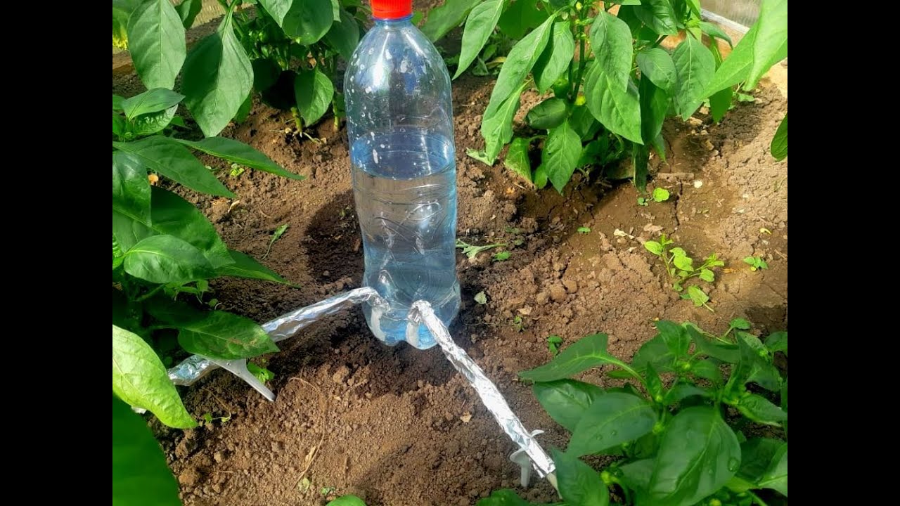 Капельный полив из пластиковых бутылок своими руками: лучшие способы