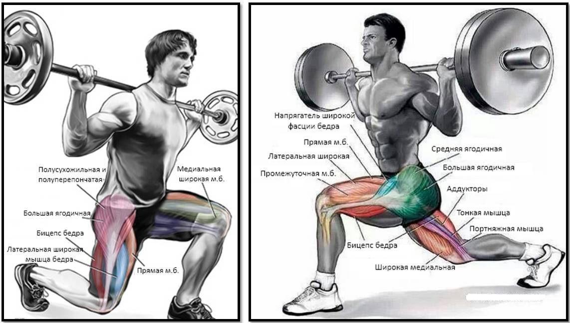 Выпады со штангой: правильная техника для проработки всех мышц | irksportmol.ru