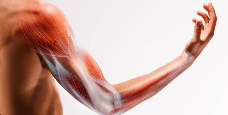 Должны ли болеть мышцы после тренировки - om activ