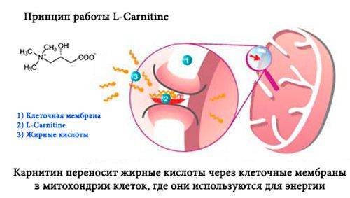 L-карнитин для похудения: работает или нет? - fitlabs / ирина брехт