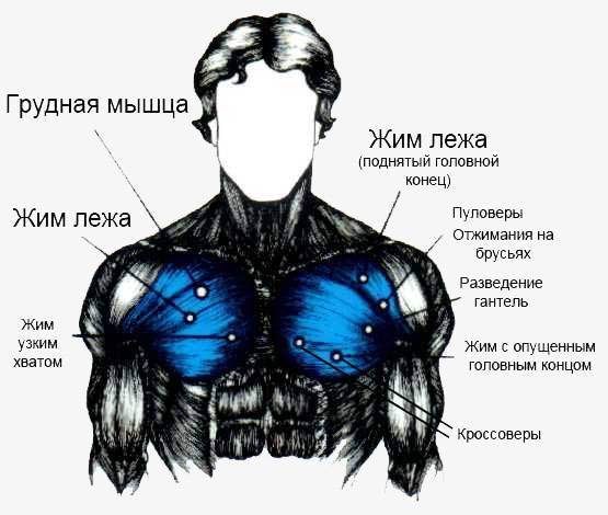 Как накачать мышцы груди. 6 эффективных программ