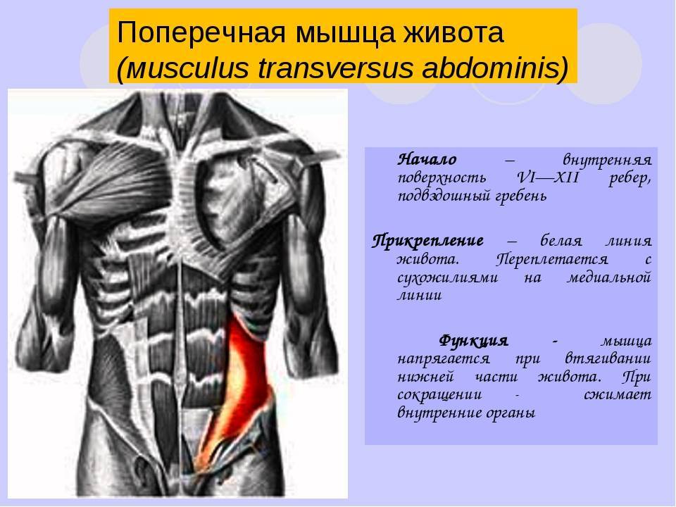 Мышцы живота. атлас: анатомия и физиология человека. полное практическое пособие