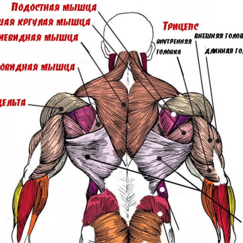 Многораздельные мышцы поясницы: анатомия, функции и упражнения - kinesiopro
