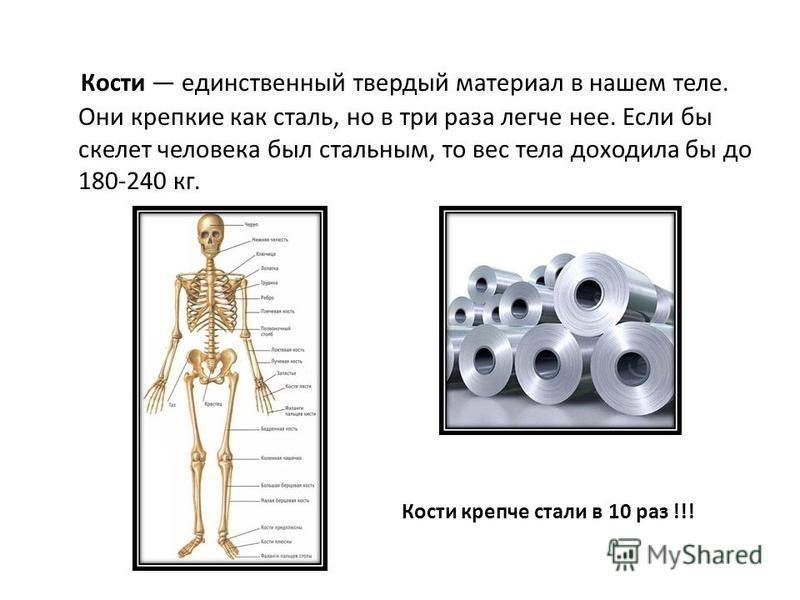 Сколько весит скелет человека