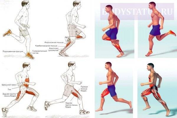 Мышцы и бег: какие мышцы работают, связь бега и набора мышечной массы