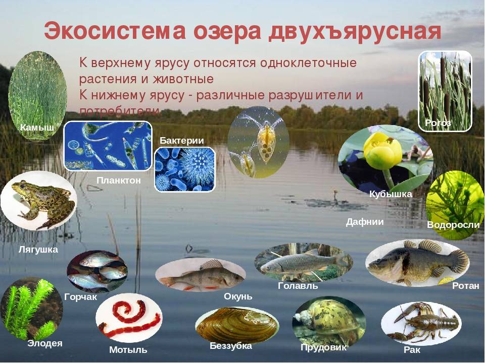 Река лена — описание, география, природа, рыбалка, фото и видео
