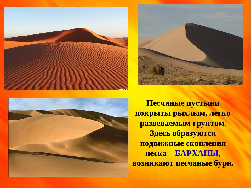 Удивительный мир пустыни
