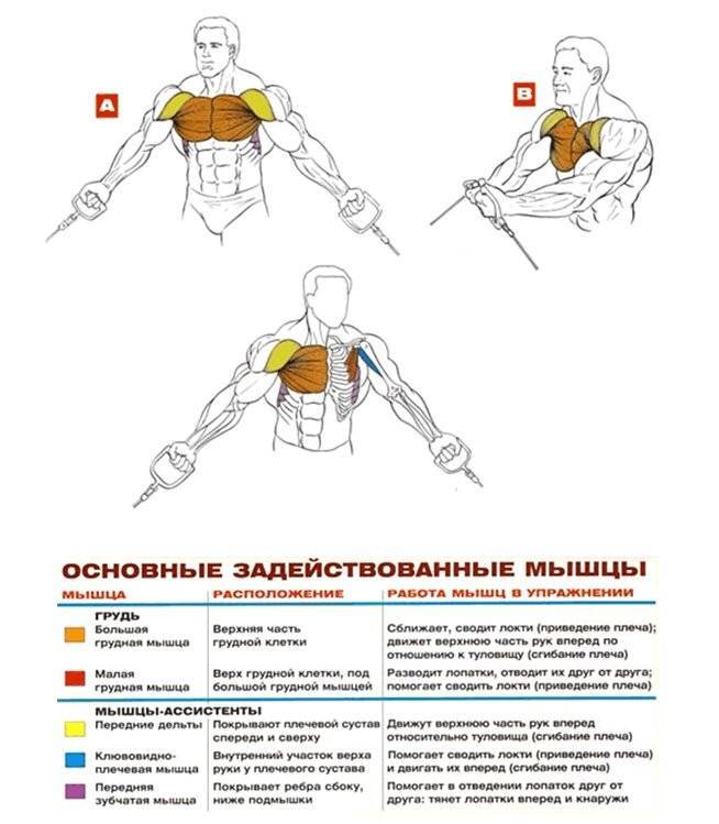 Упражнения на грудные мышцы для тренировок в тренажерном зале