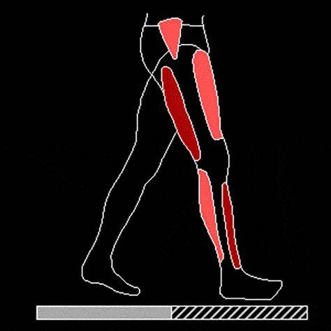 Какие мышцы работают при беге? основные виды бега. анатомия ног