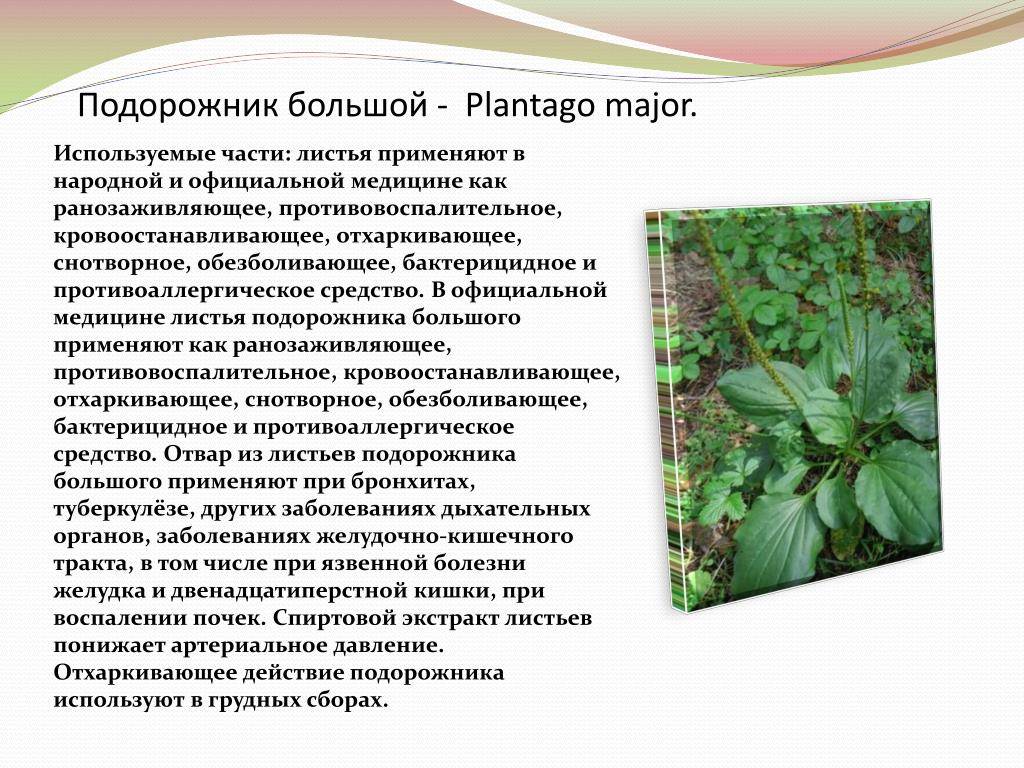 Сбор подорожника. Подорожник Плантаго мажор. Подорожник лекарственное растение. Подорожник лечебные свойства. Подорожник характеристика листа.