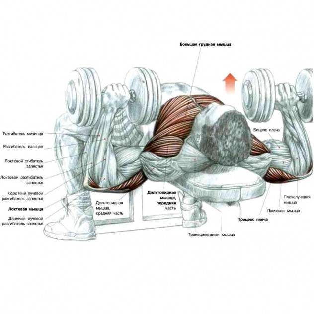 Как накачать грудные мышцы гантелями: упражнения и советы