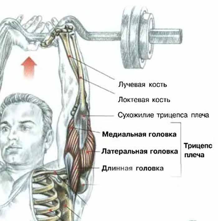 Латеральная головка трицепса: лучшие упражнения для внешней части трехглавой мышцы руки