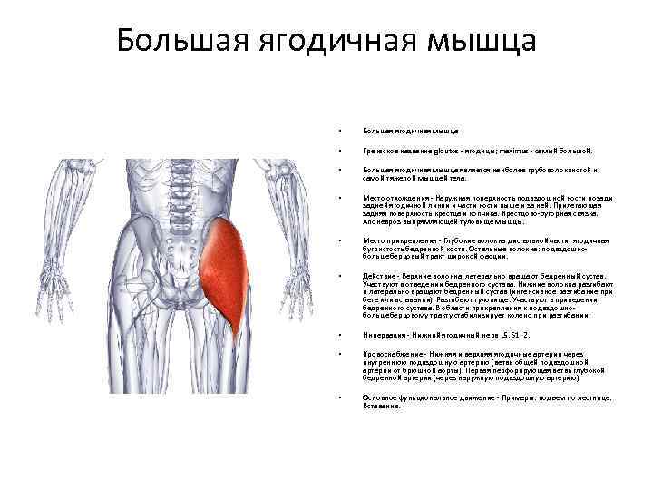 Средняя ягодичная мышца