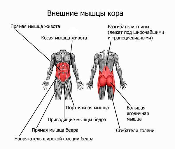 Мышцы кора: упражнения для мужчин и женщин в домашних условиях