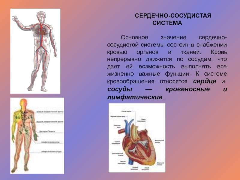 Сердечно сосудистая система функции отделы. Сердечно сосудистая система.