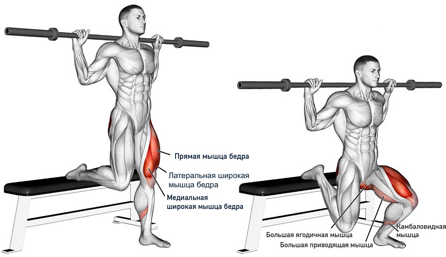 Болгарские выпады назад: сплит приседания с гантелями, в смите, со штангой, с шагом - техника выполнения, какие мышцы работают, как делать
