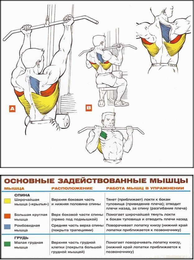 Как накачать крылья в зале - упражнения на широчайшие мышцы спины