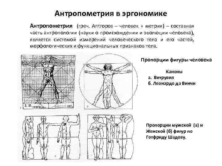 Схема структура антропометрии