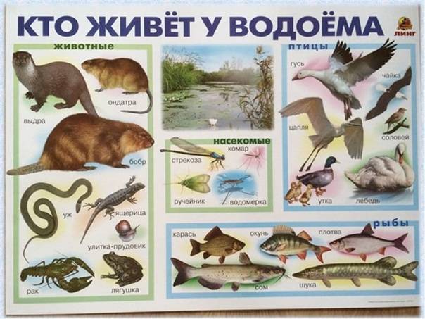 Животные и растения реки оби: разнообразие видов :: syl.ru