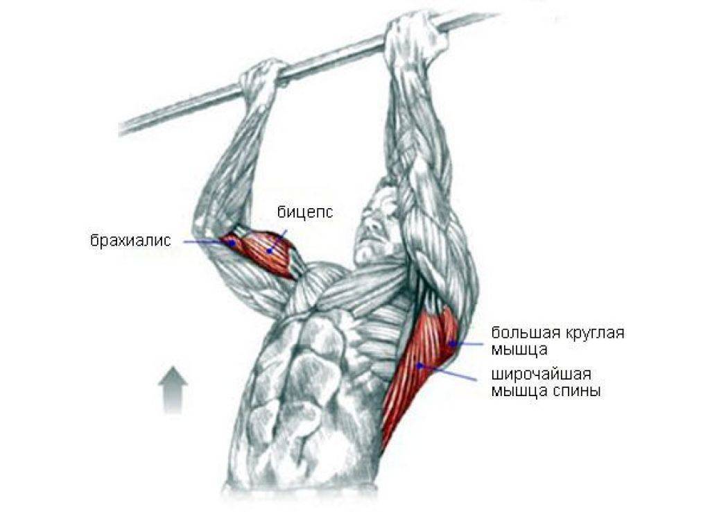 Мышцы работающие при подтягивании разным хватом