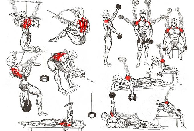 Упражнения на широчайшие мышцы спины и эффективная программа тренировок