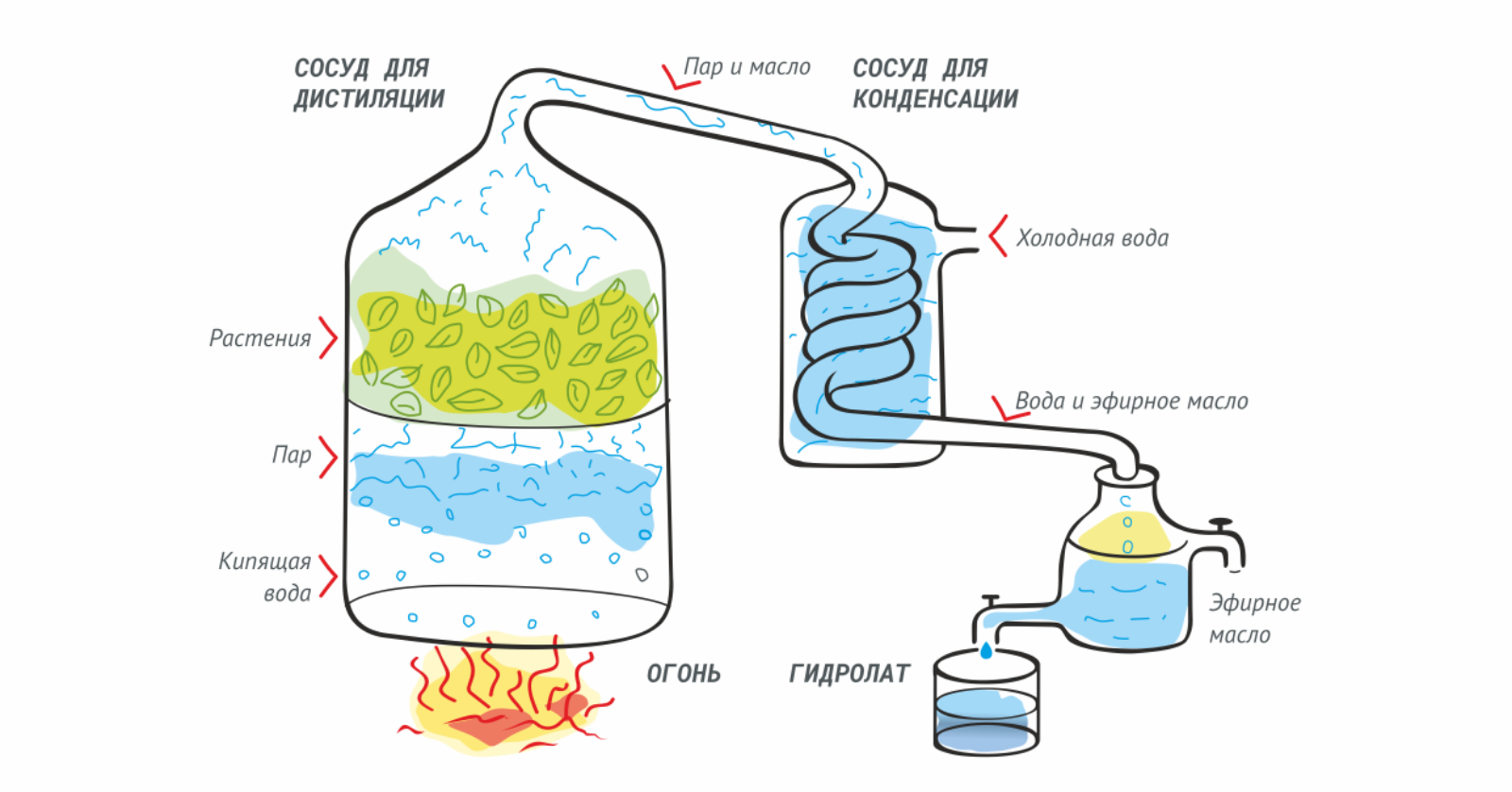 Процесс перегонки воды. Схема дистилляции эфирных масел. Производство эфирных масел схема. Методы производства эфирных масел дистилляция. Паровая дистилляция эфирного масла.