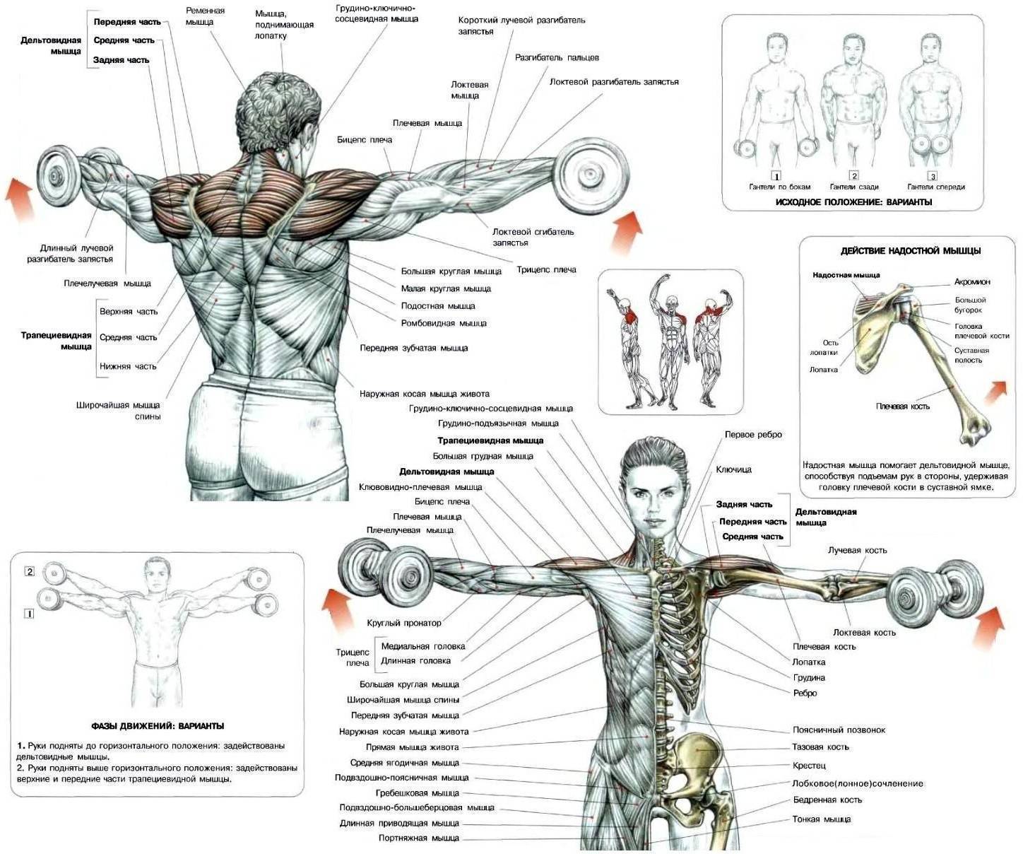 Укрепляй мышцы: махи гантелями в стороны для красивых плеч и спины