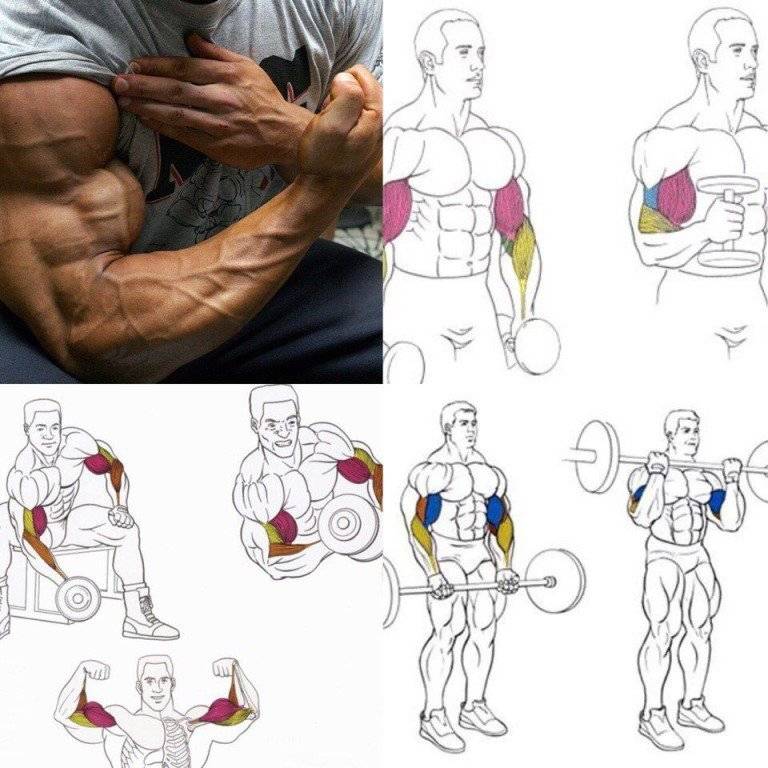 Упражнения для мышц рук: 20 лучших упражнений для прокачки мышц рук