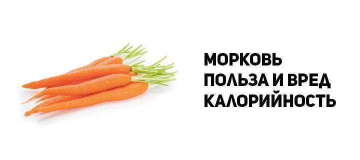 Калорийность, витамины и пищевая ценность моркови свежей и приготовленной