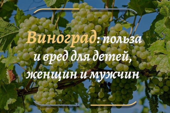 Виноград кишмиш без косточек: название лучших сортов, описание, фото, отзывы и технология выращивания