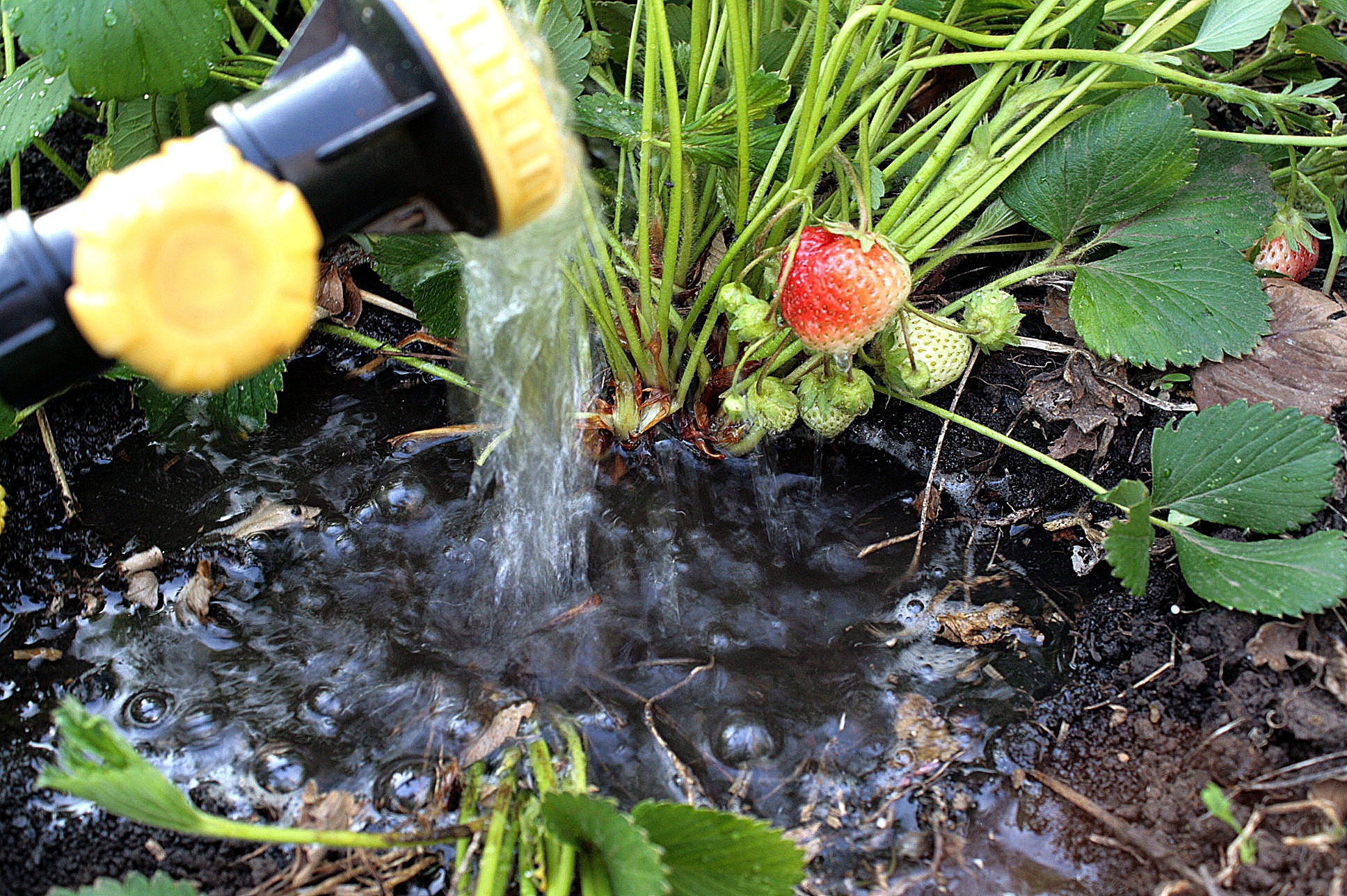 Как выбрать лучшее время для полива сада: 7 шагов