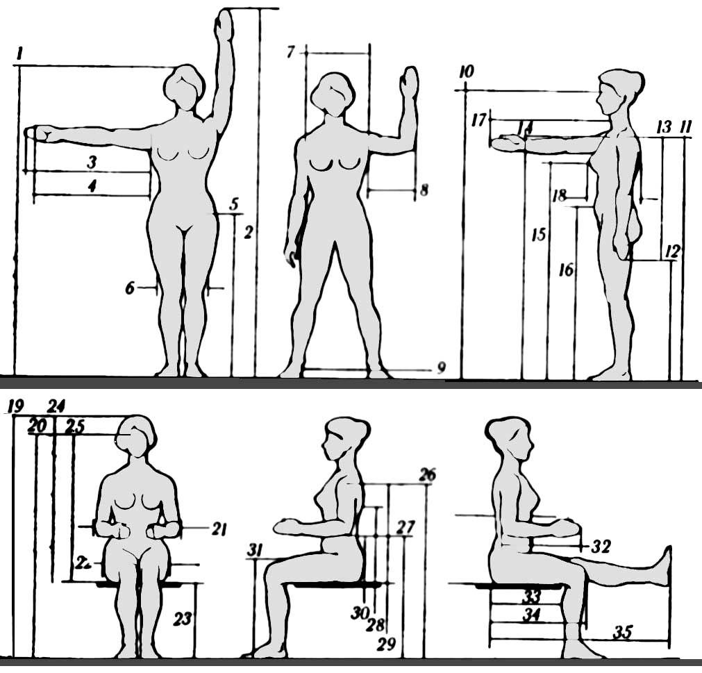 Пропорции и замеры в бодибилдинге — определяем обхват бедер, груди, талии и другие показатели