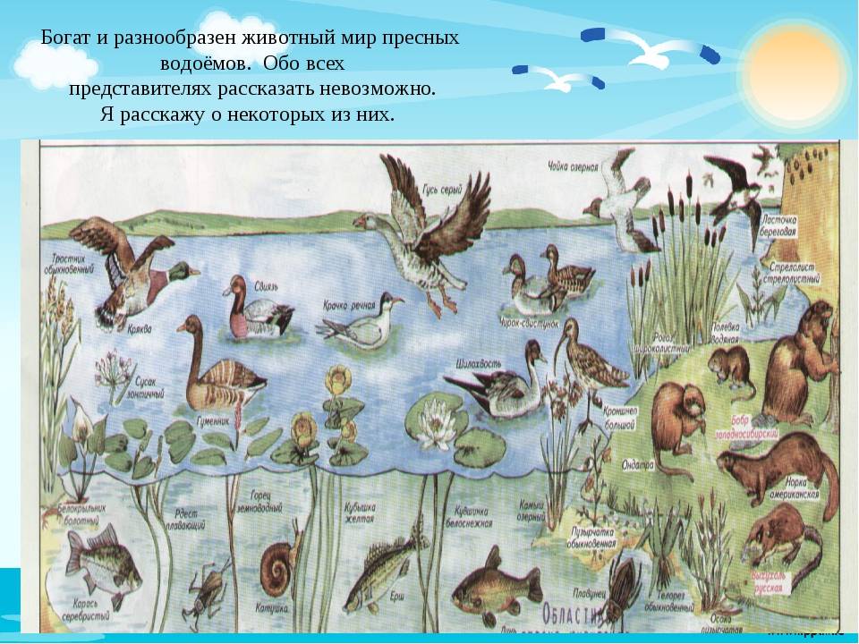 Организмы живущие в озере. Обитатели водоемов. Животные пресных водоемов. Пресны аодоем обитатели. Животные водоёмов названия.
