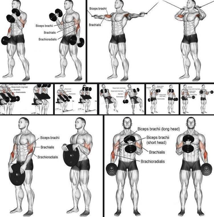 Брахиалис: как накачать плечевую мышцу для увеличения объема бицепса
