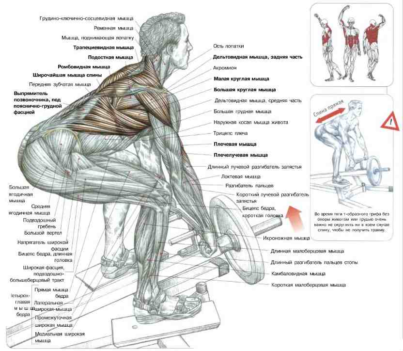 Как правильно делать тягу в наклоне и какие есть варианты техник? какие мышцы работают?