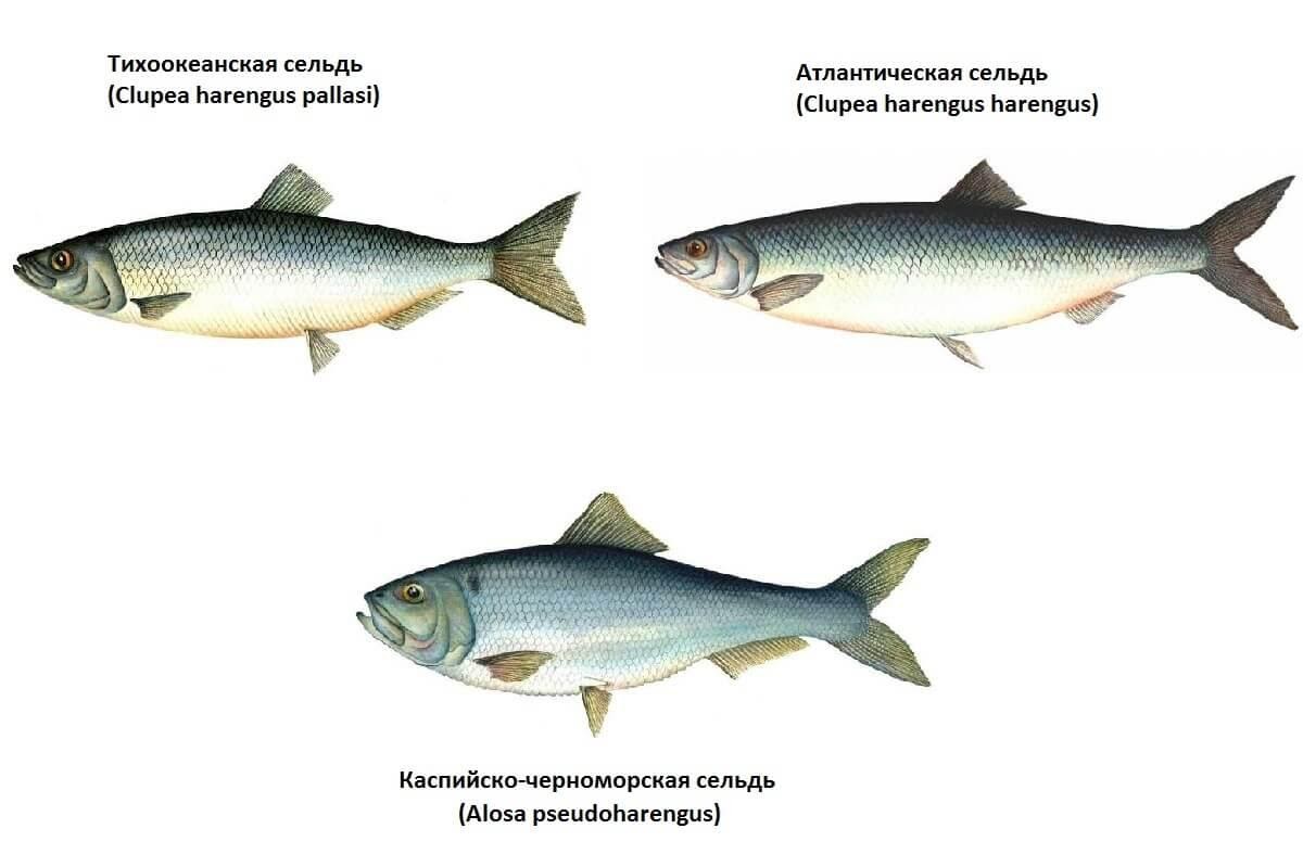 Сельдевые виды рыб. Сельдь атлантическая и Тихоокеанская отличия. Сельдь атлантическая и Тихоокеанская отличия различия. Сельдь Тихоокеанская внутреннее строение. Разновидность селедки.