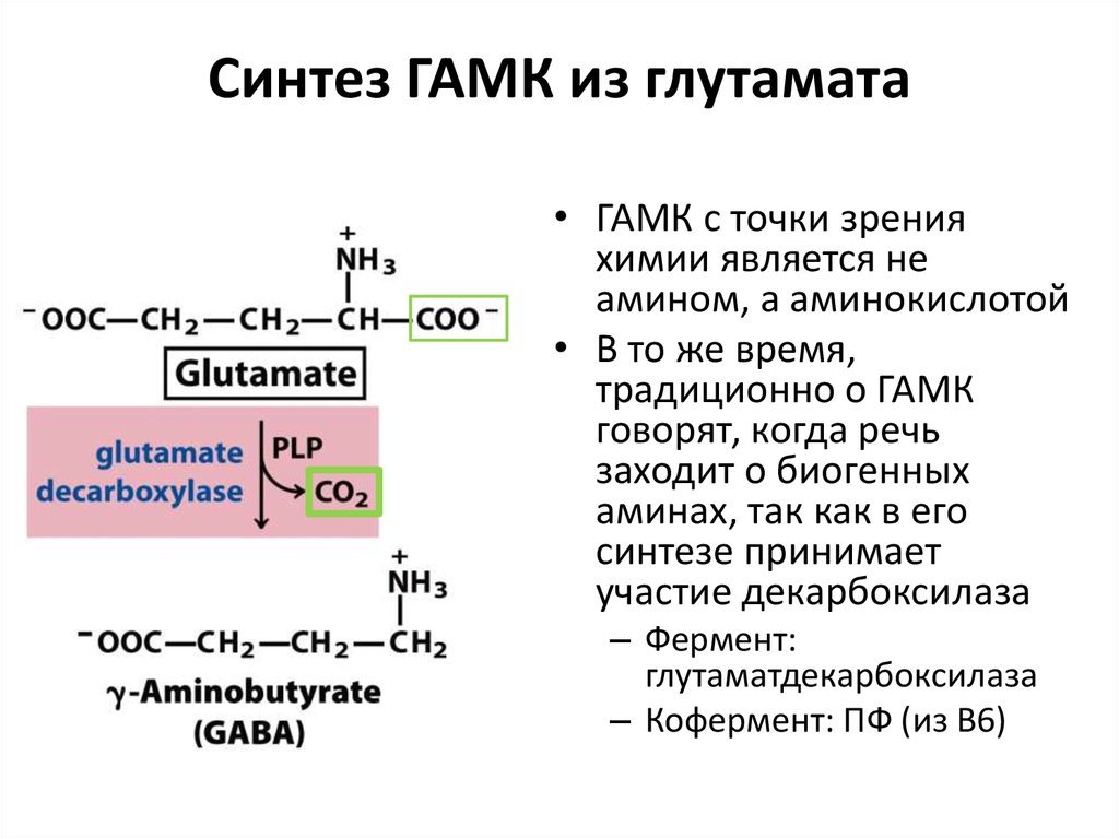 Альфа аминомасляная кислота. Глутамат в гамма аминомасляная кислота. Реакция образования ГАМК. Синтез гамма аминомасляной кислоты.