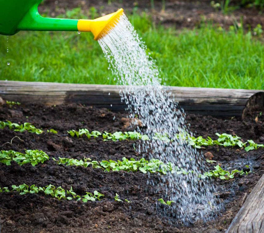Можно ли поливать газон холодной водой из скважины: польза и вред такого орошения