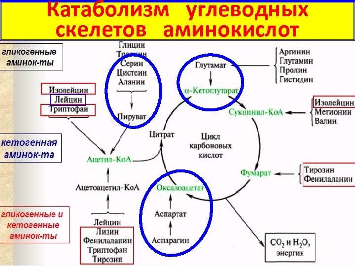 Общие пути метаболизма аминокислот. Катаболизм схема этапов. Катаболизм аминокислот схема. Общая схема катаболизма аминокислот. Этапы общего катаболизма.