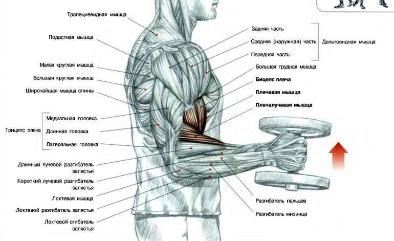 Упражнение «молот»: эффективная тренировка рук на бицепс с помощью упражнения молоток с гантелями