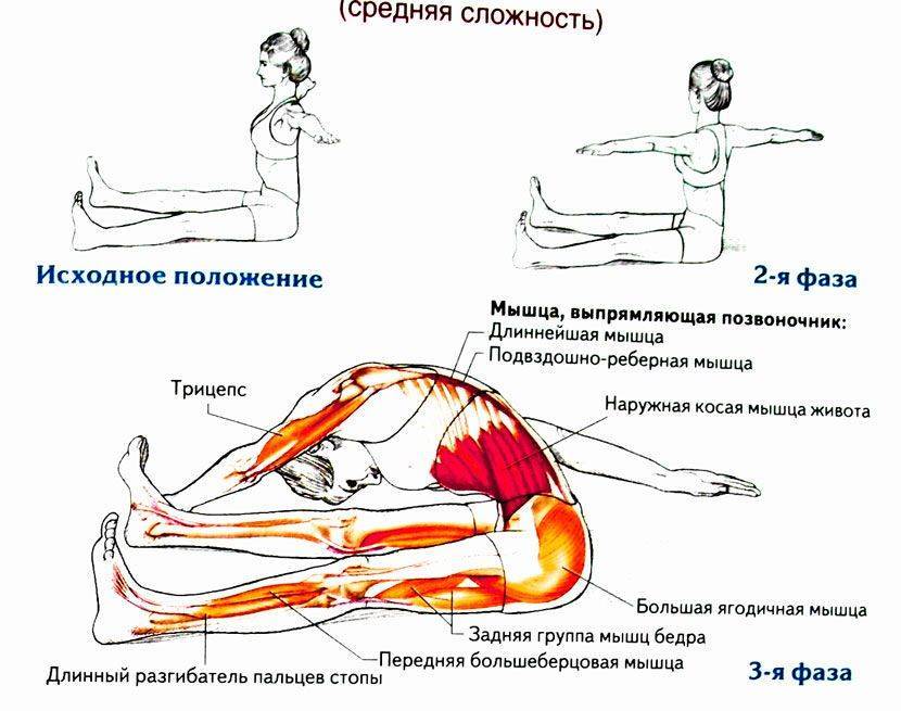 Потянул спину в пояснице. Гимнастика для растяжки мышц спины. Подвздошно поясничная мышца сгибание бедра. Мышцы сгибатели позвоночника упражнения. Мышца разгибающая позвоночник упражнения.