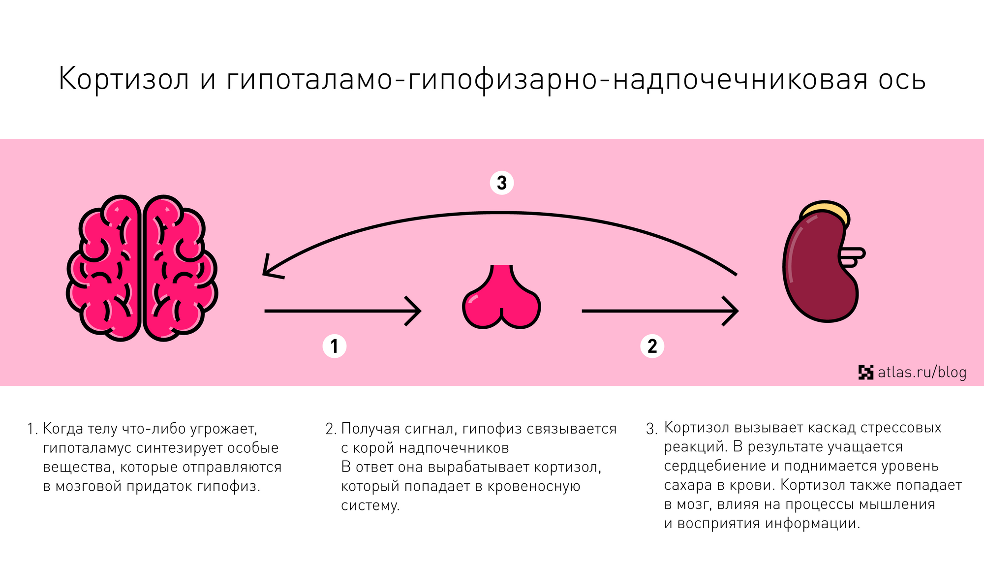 Что такое кортизол у мужчин