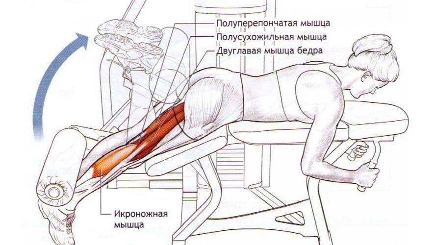 Сгибание ног лежа в тренажере: техника выполнения | твой фитнес
