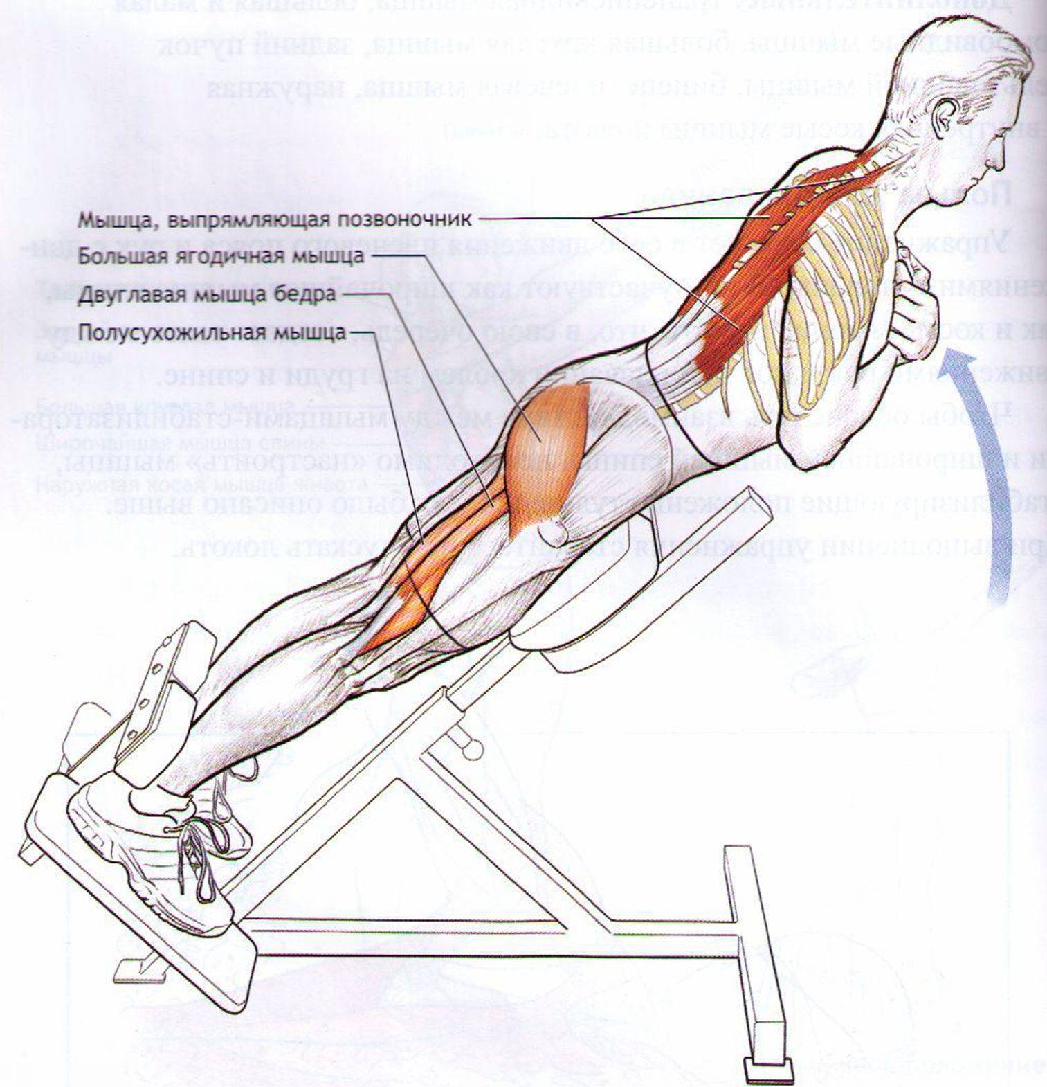 Какие мышцы при каких упражнениях работают в картинках