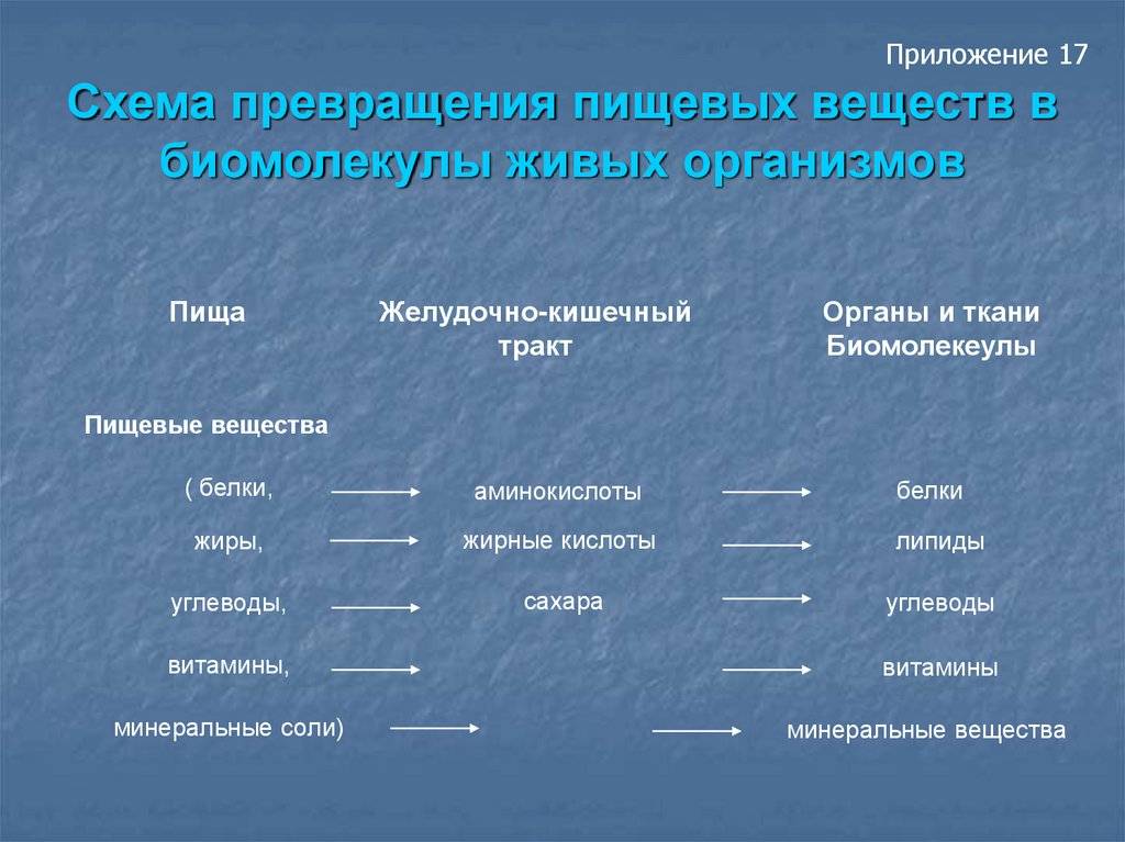 Как еда превращается в жир: нет, углеводы и сахар не идут в жир — 6 мифов