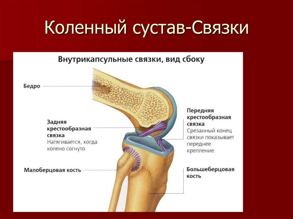 Как устроено колено. Внутрисуставные элементы коленного сустава. Коленный сустав анатомия человека связки сбоку. Фиксирующий аппарат коленного сустава анатомия. Коленный сустав строение анатомия связки.
