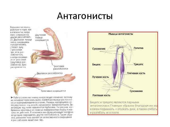 Мышцы агонисты, антагонисты и синергисты – анатомия и примеры