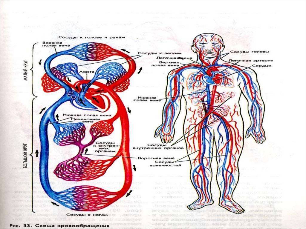 Система кровообращения человека состоит. Система кровообращения человека сердце и кровеносные сосуды. Система кровообращения человека схема. Кровеносная система сосуды сердце схема. Строение сосудистой системы человека.